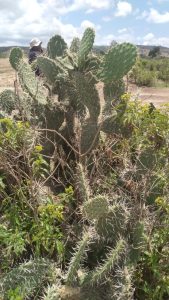 Acacia in samburu (3)