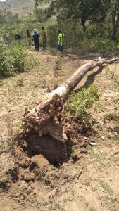 Fallen tree in forest-samburu