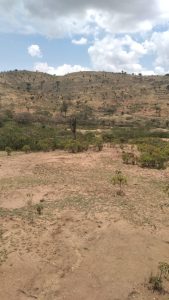 Forest cover in Samburu