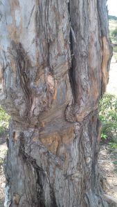 Debarking of trees for medicinal use-samburu